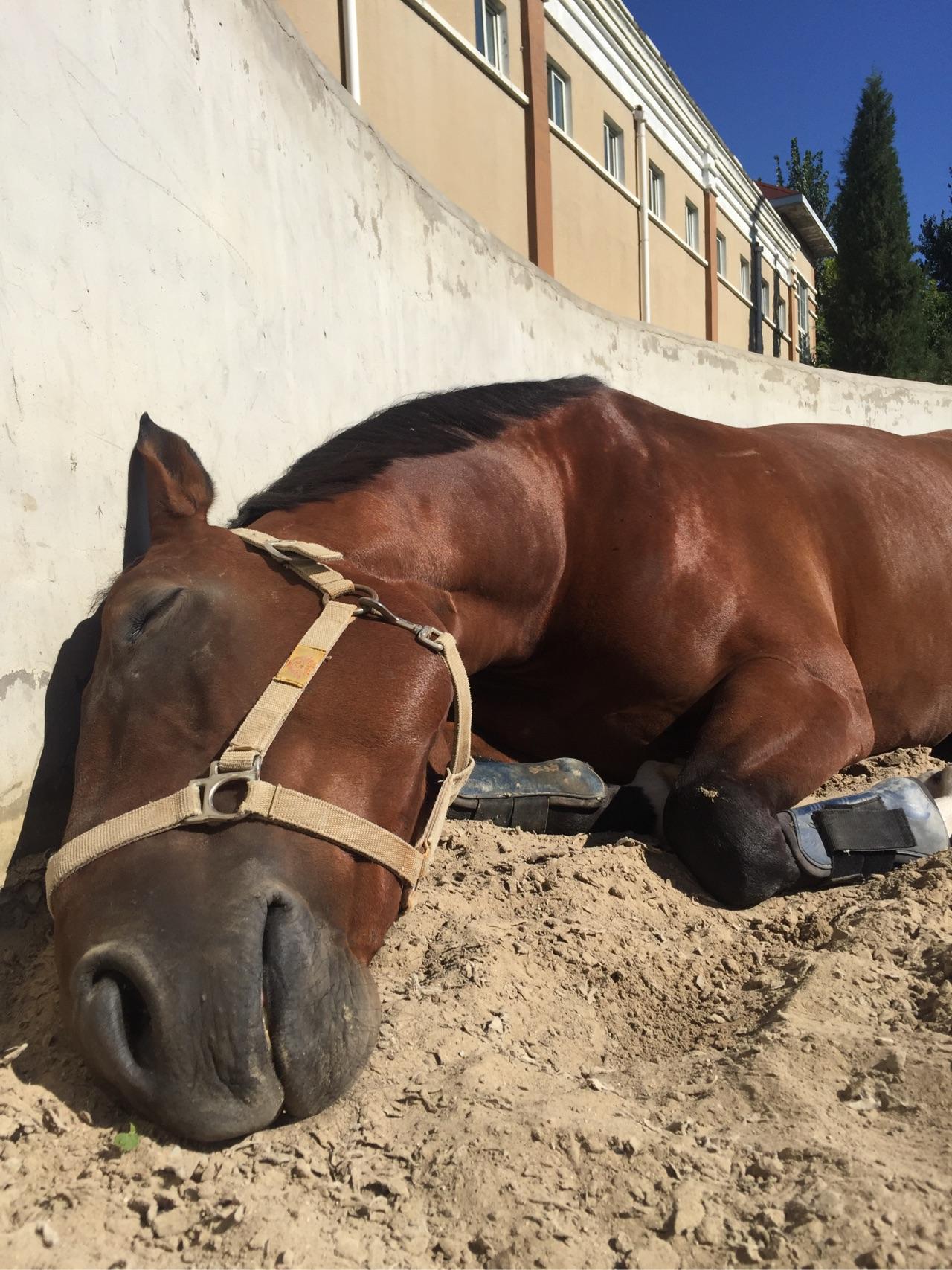 正常健康的马在夜晚到底会不会卧下睡觉