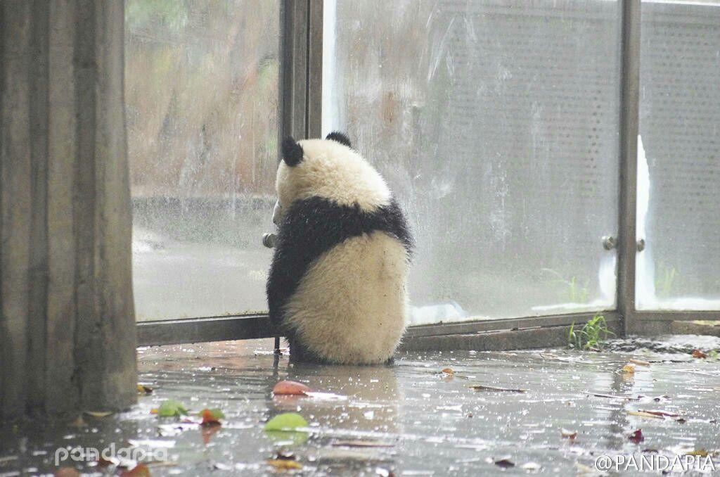 你有哪些熊猫背影的萌图