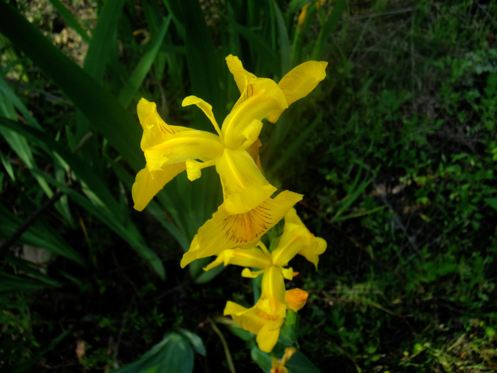 佛罗伦萨的市花是三色堇还是百合如果是三色堇是因为美蒂奇家族的影响