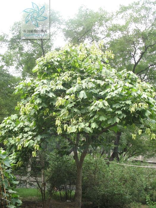 徘徊庭树下自挂东南枝中焦仲卿吊死在什么树上