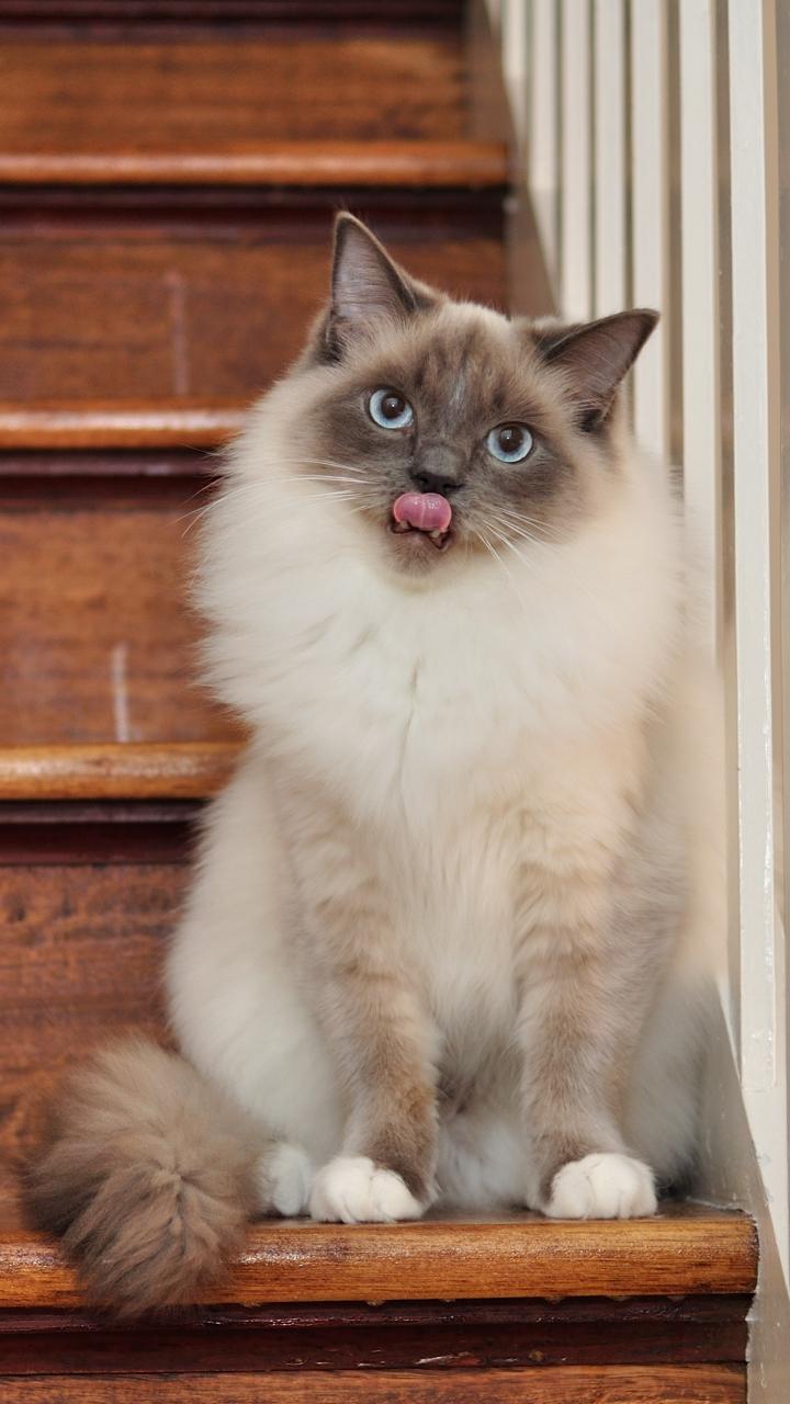 最受欢迎的宠物猫种类有哪些