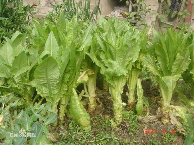 莴笋叶与油麦菜是一样的么?如果不是它们的区别在哪里? - 知乎