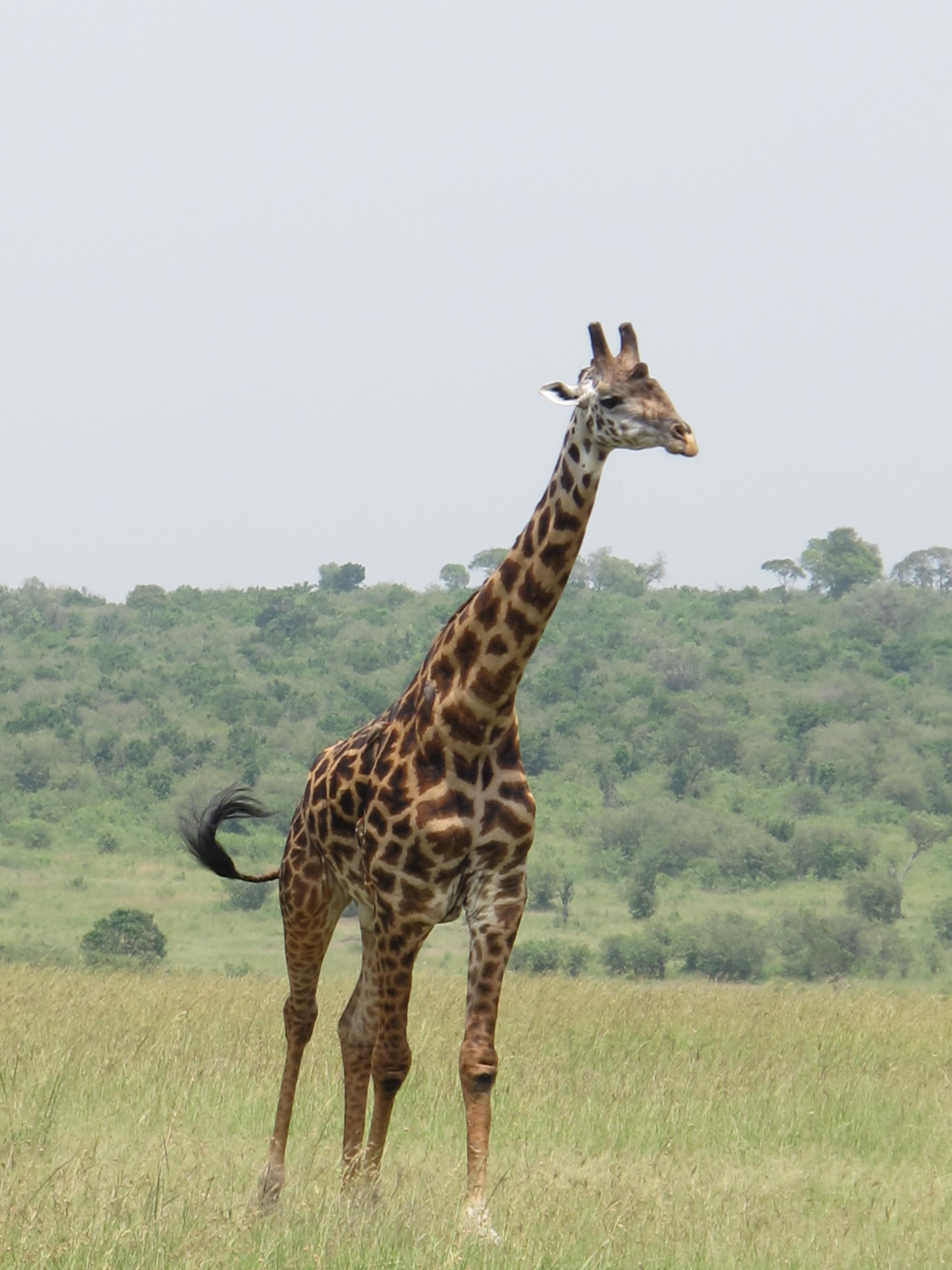 到非洲旅行带 8 岁小朋友同行有哪些需要注意的事项?