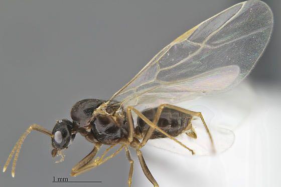 蚂蚁为什么是膜翅目的