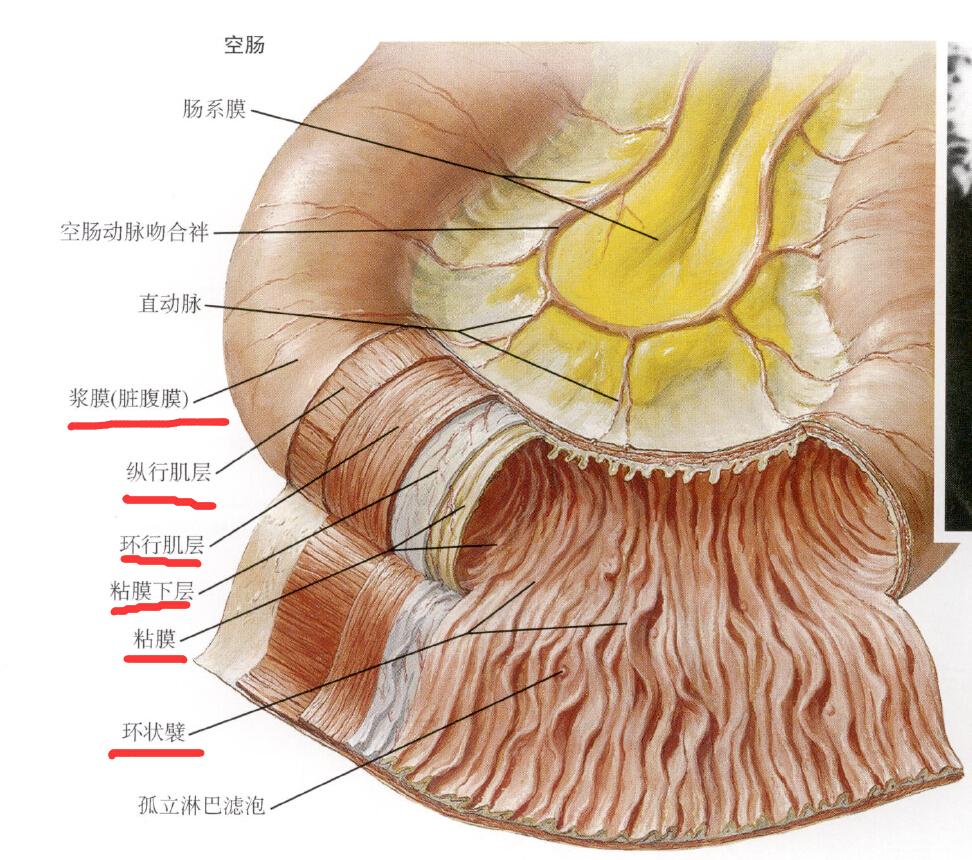 小肠的内部结构图图片