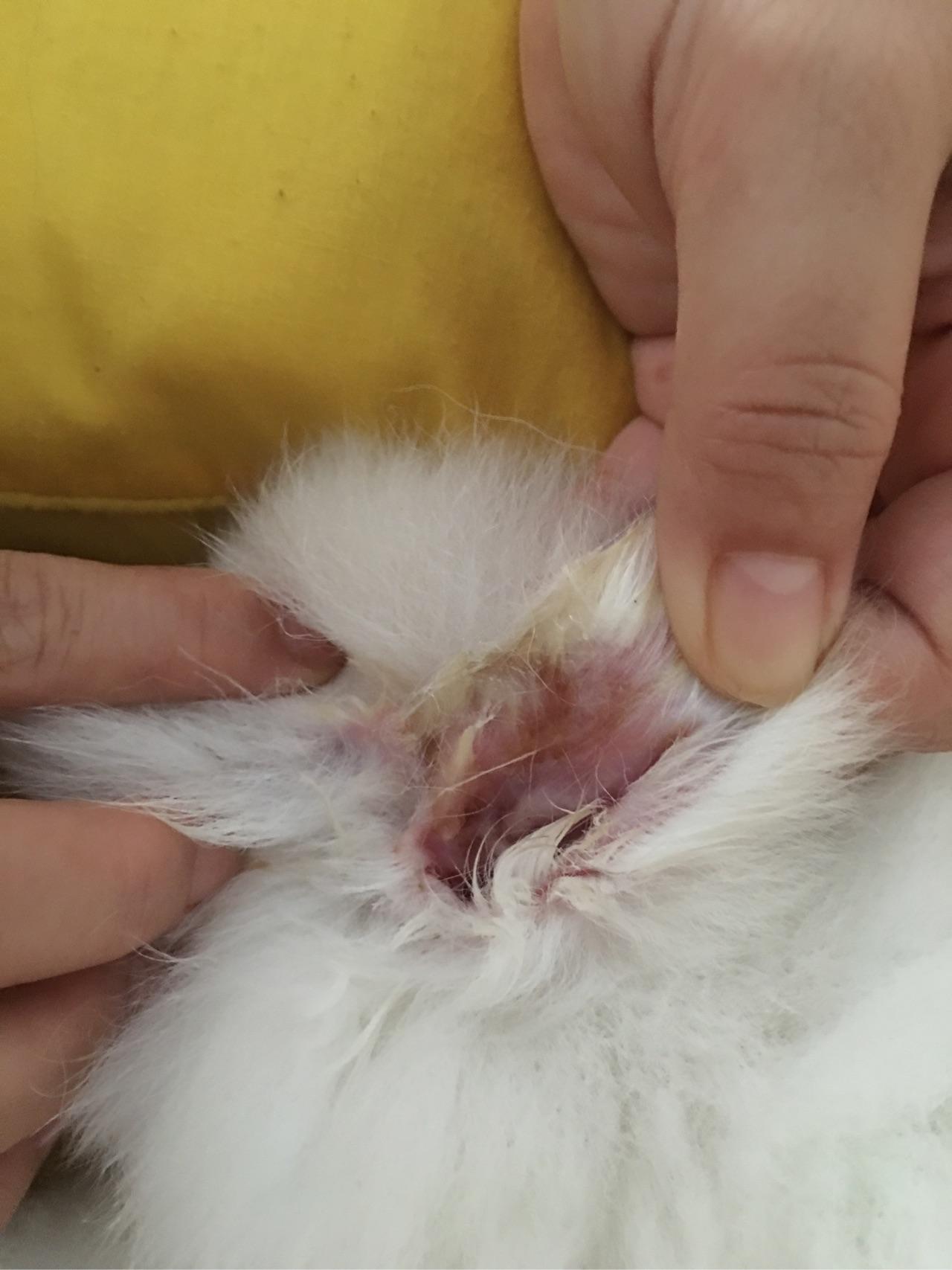 狗狗耳朵边缘和耳后有点流脓,有的地方似乎还有点结痂,该怎么办呢?