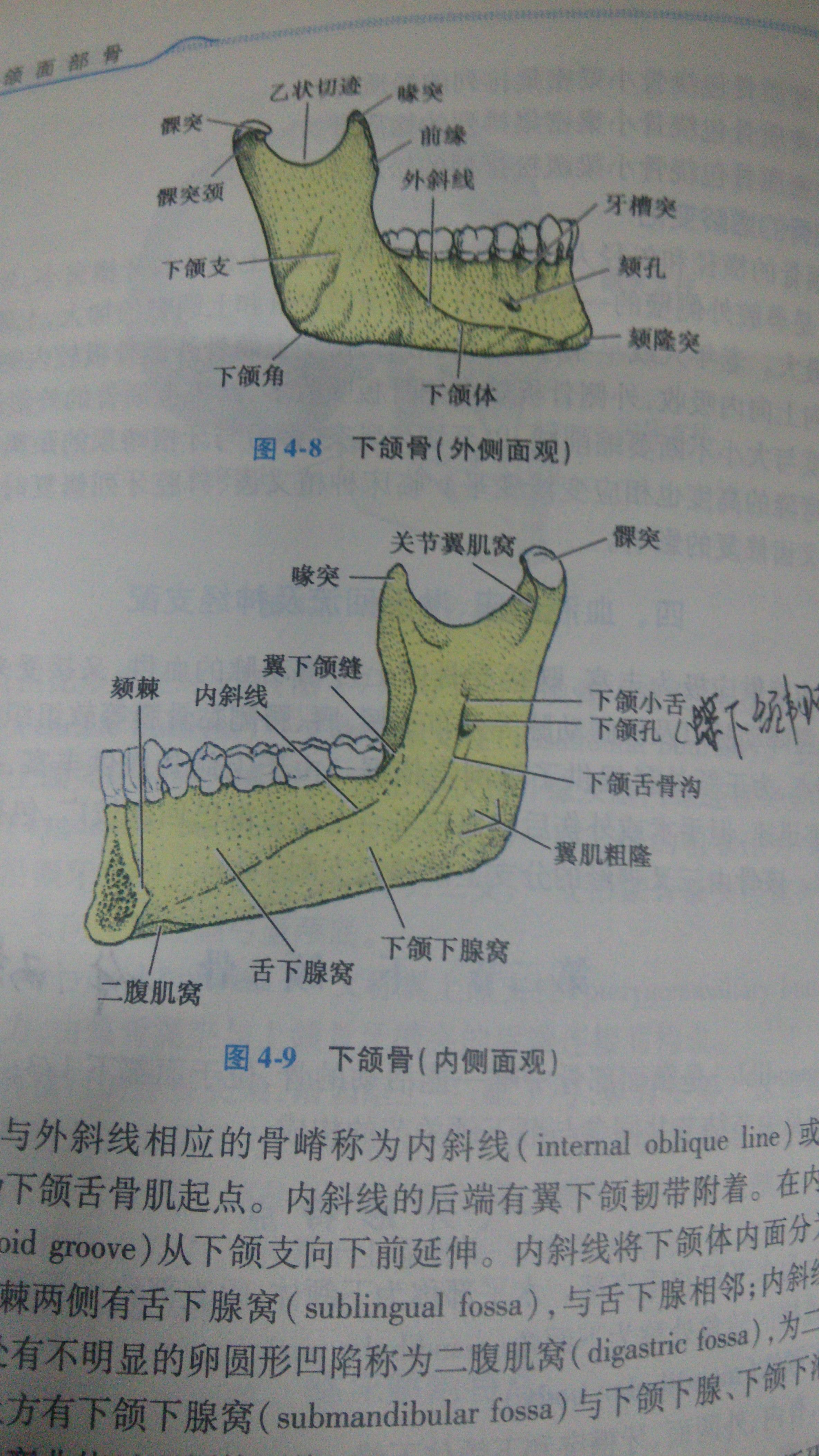 「腭,颚,颔,颌,颏」这几个字在医学上对应的部位分别是什么?