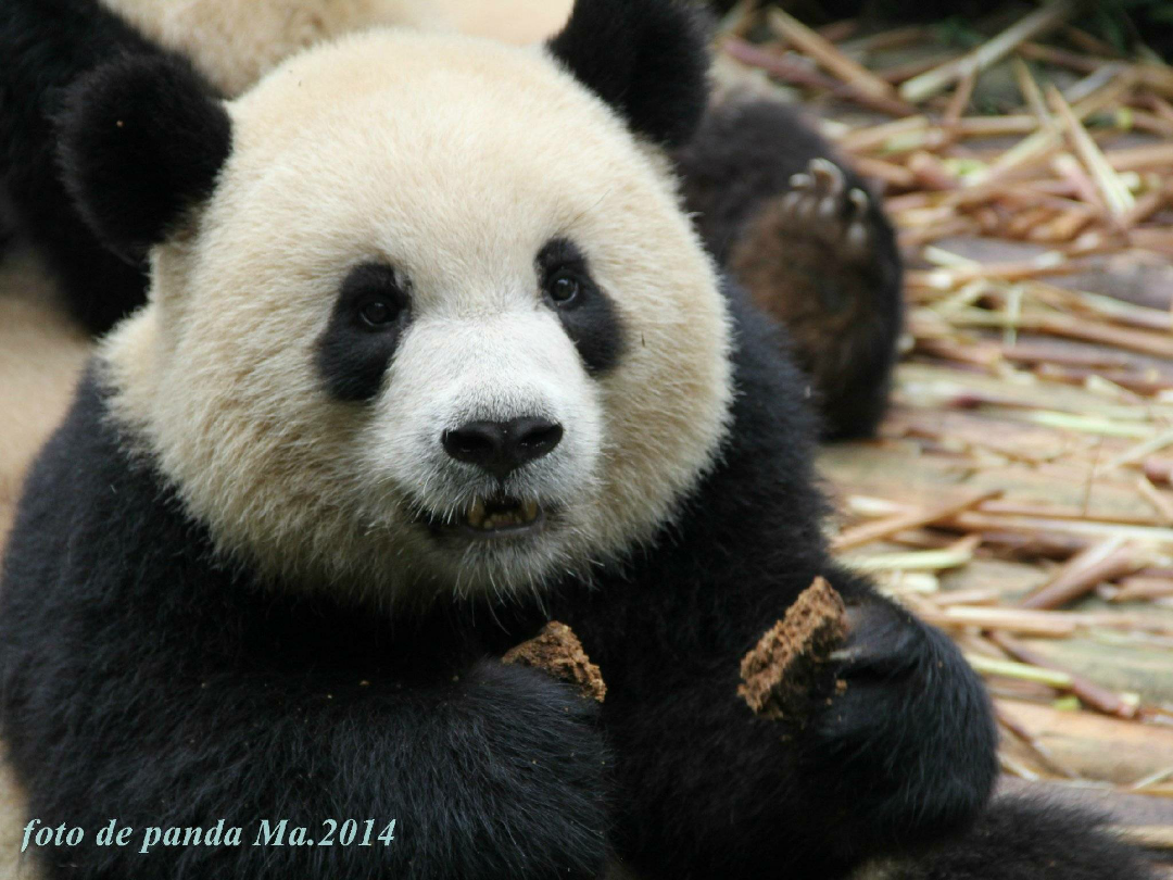 你有哪些收藏来反复看的大熊猫giantpanda的图片