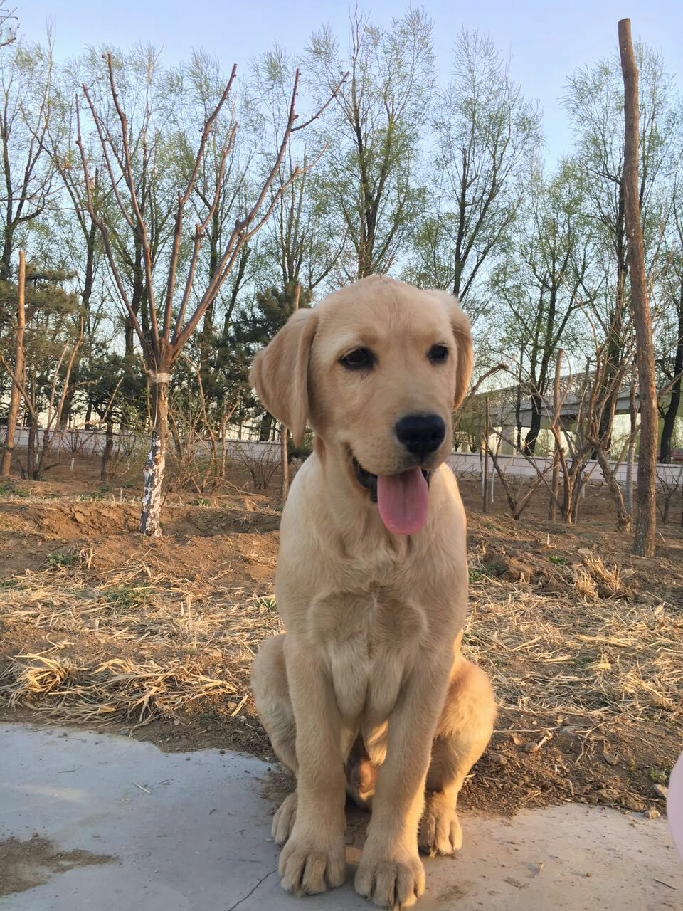 今天八个月的金毛去了新的家庭十几年了第一次哭当你迫于无奈将狗狗送