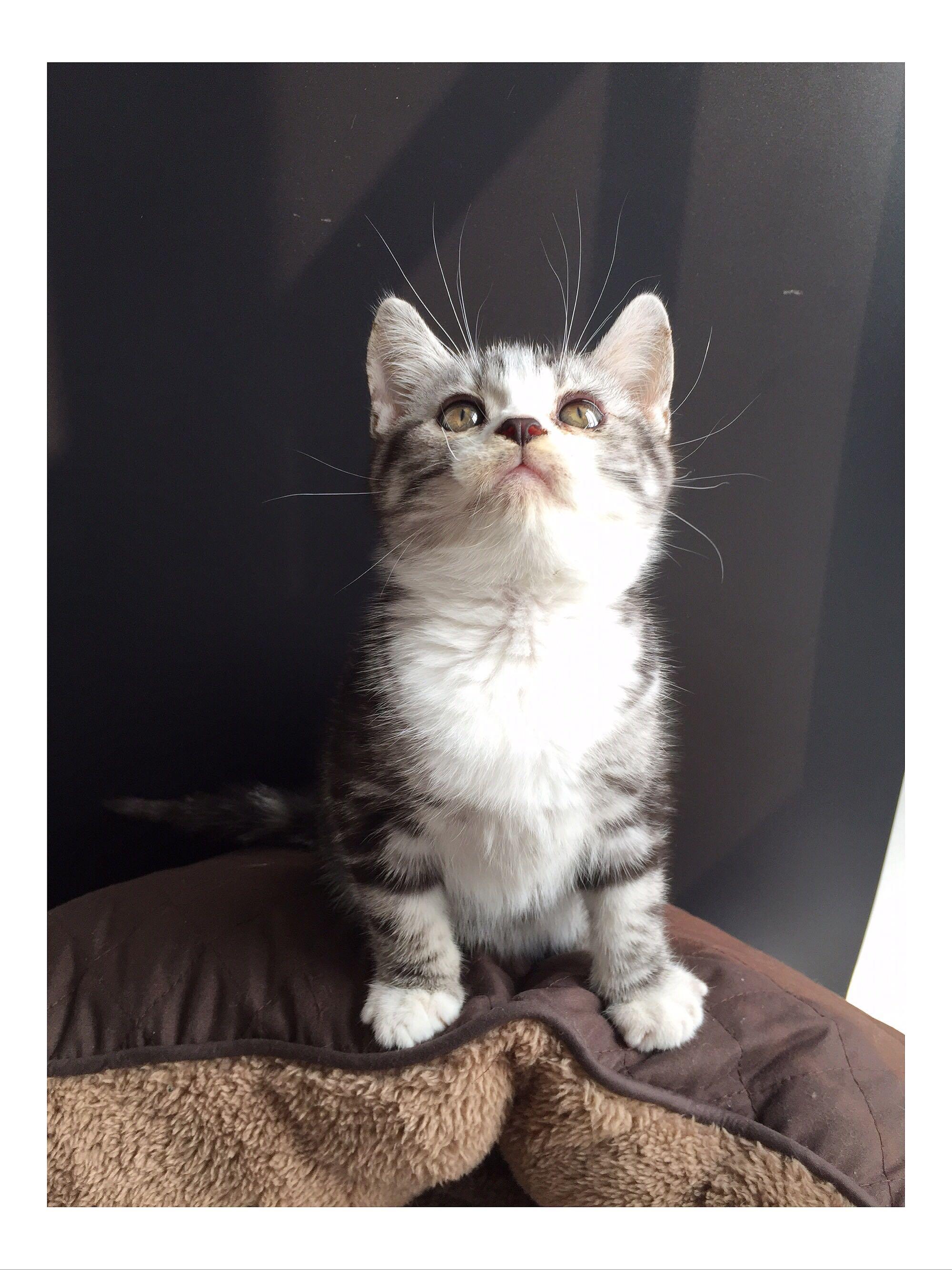 养美国短毛猫是怎样一种体验