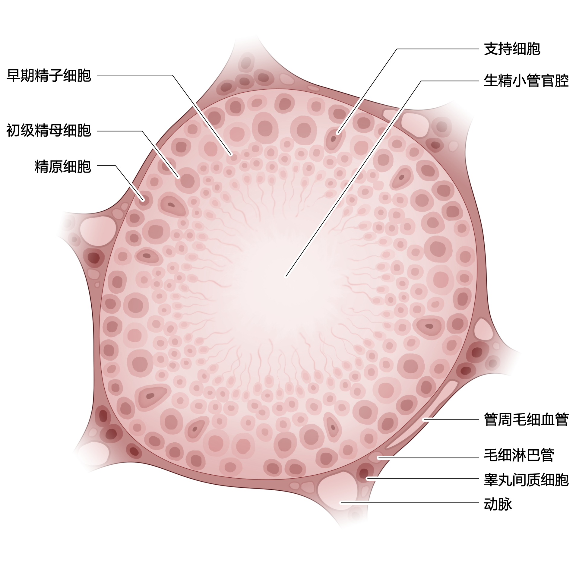 关于精子有什么冷知识