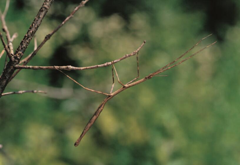 有哪些拟态很厉害的生物? - 知乎