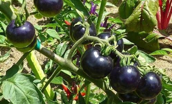 黑番茄什么季节种植？种植方法有哪些？