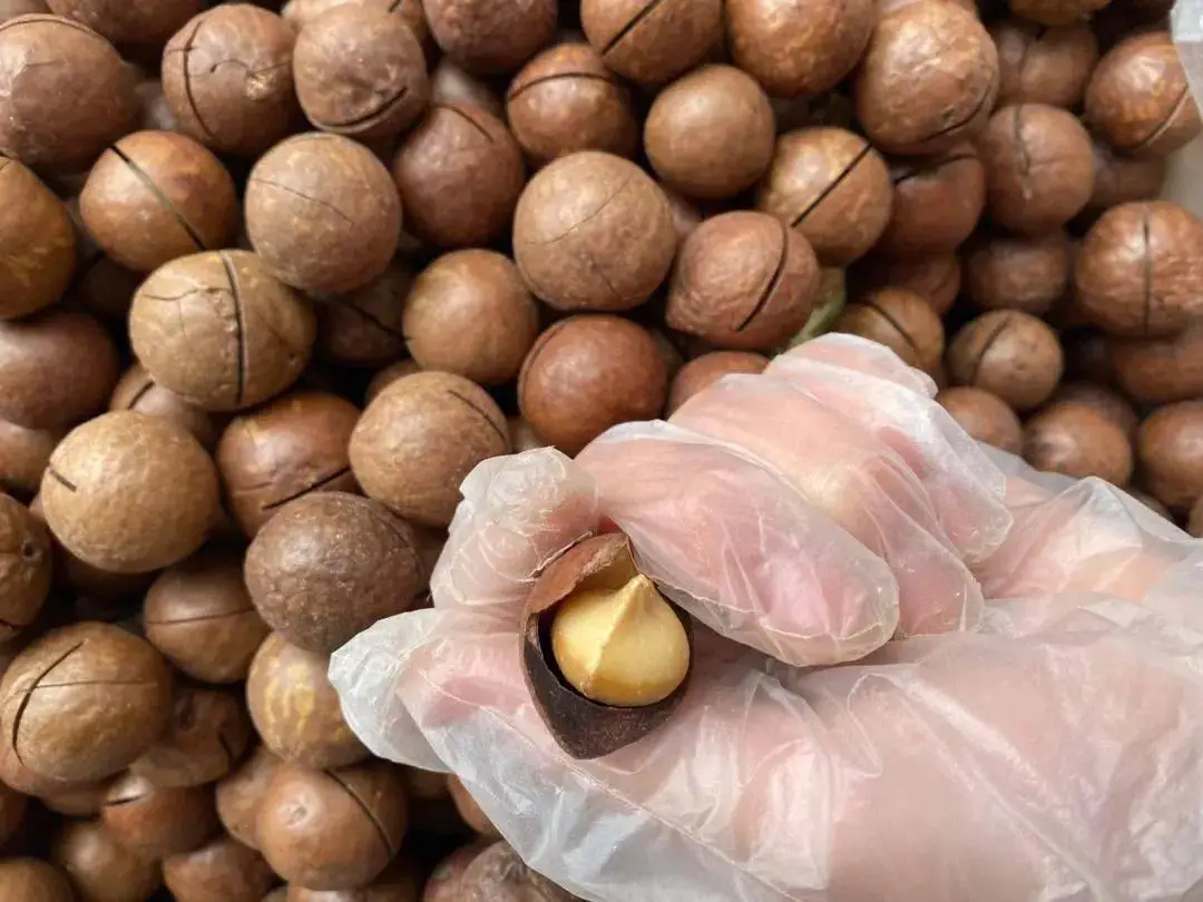 澳大利亚夏威夷果广州南沙港进口清关案例