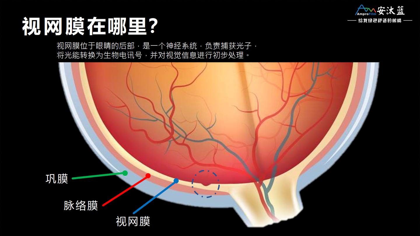 【原理篇】深色模式为什么可以抑制近视？——揭秘视网膜的特异功能