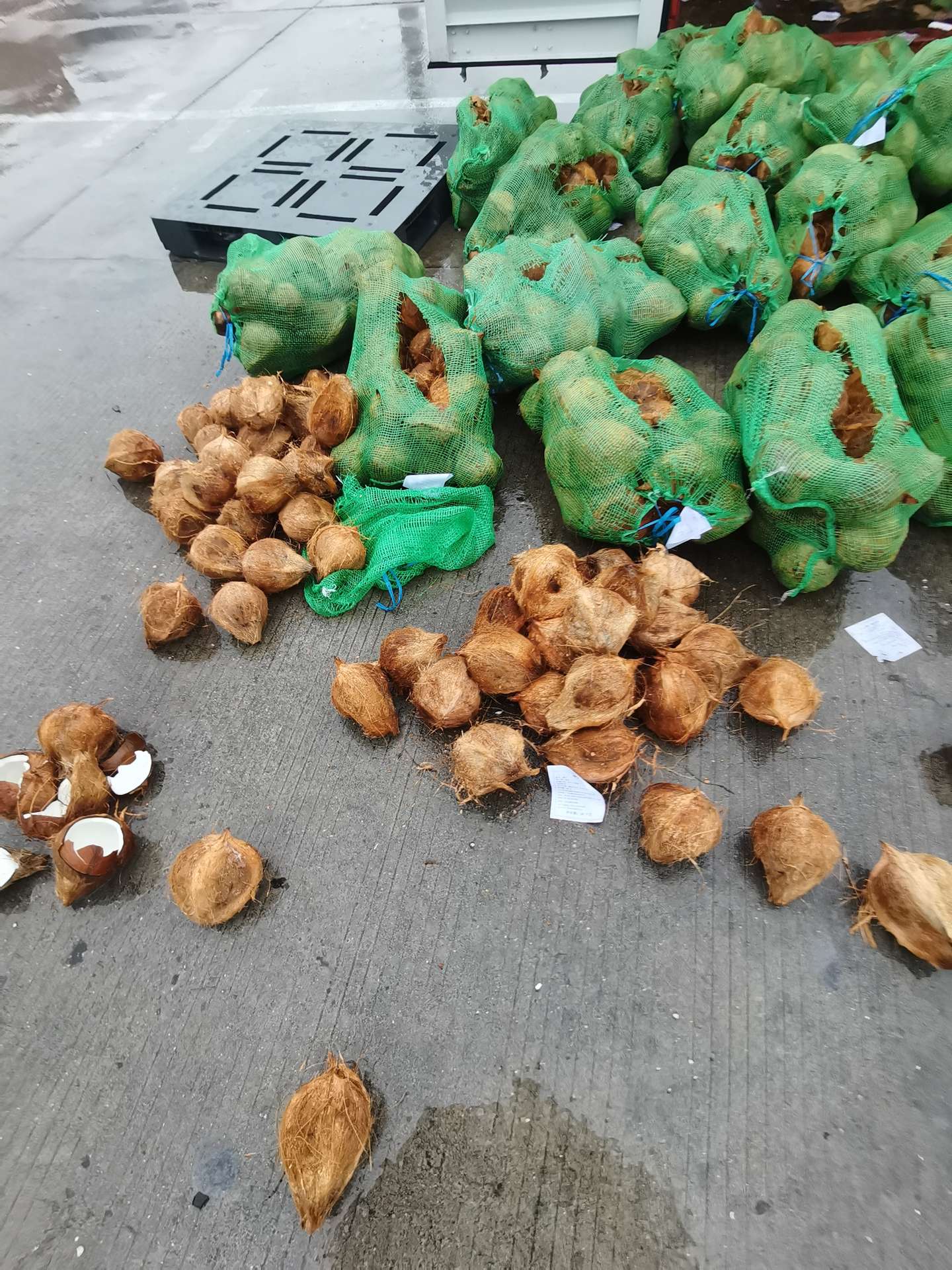 从越南、印尼想进口毛椰的看过来啦！