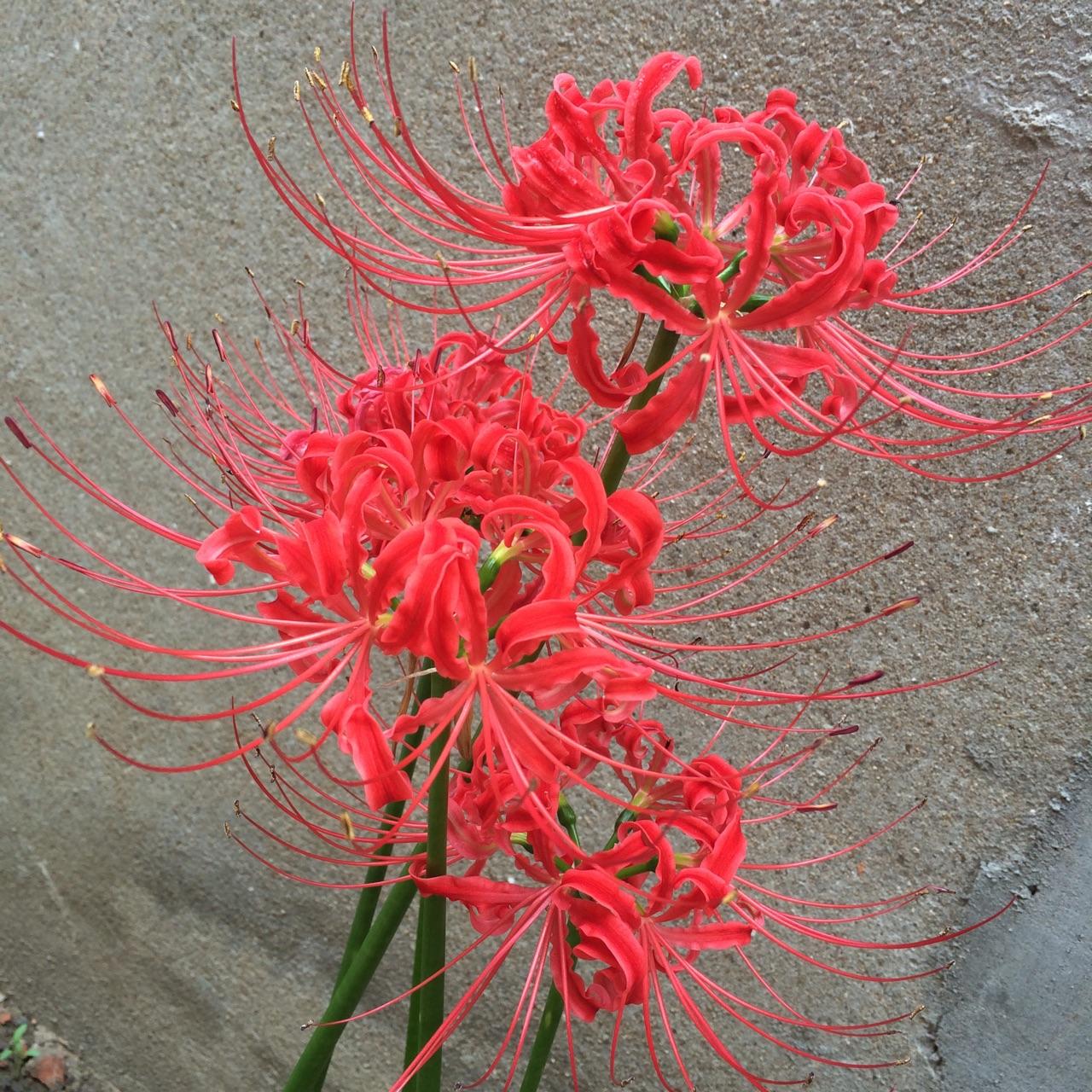 彼岸花曼殊沙华曼陀罗之间是什么关系