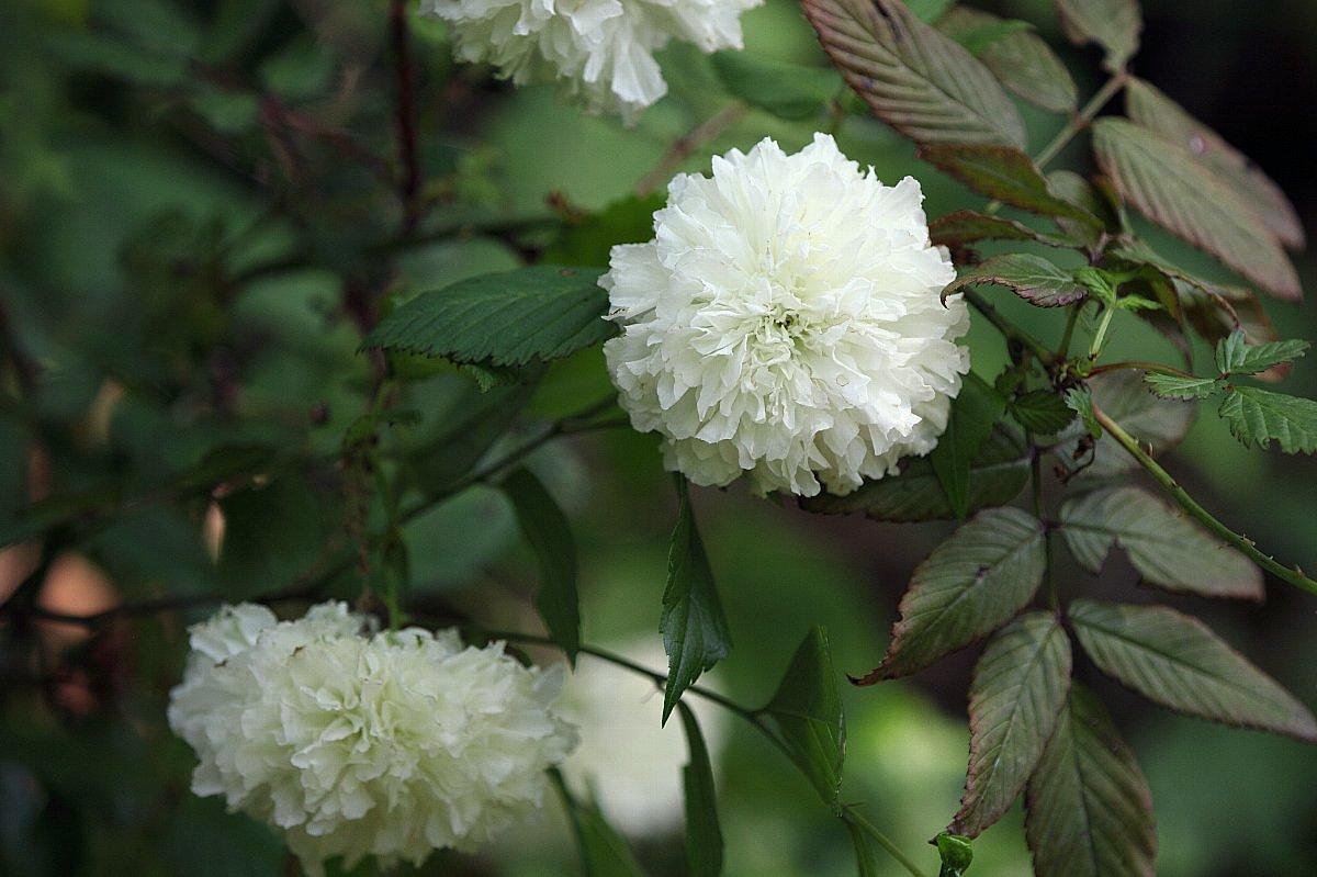 荼蘼是种什么花哪里可以观赏到