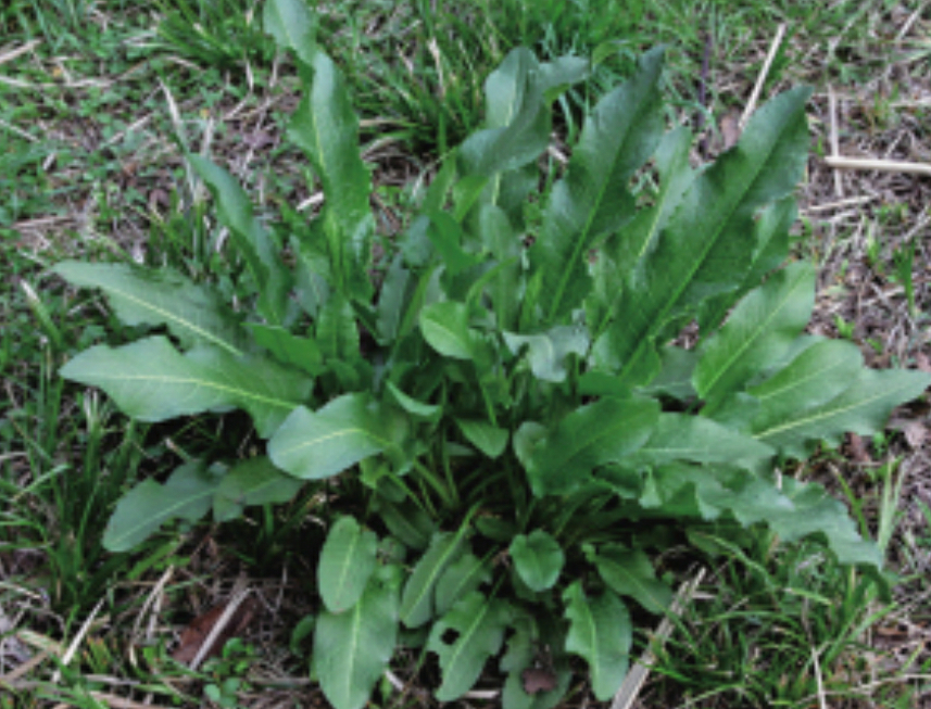 请问下这是什么植物能治喉咙