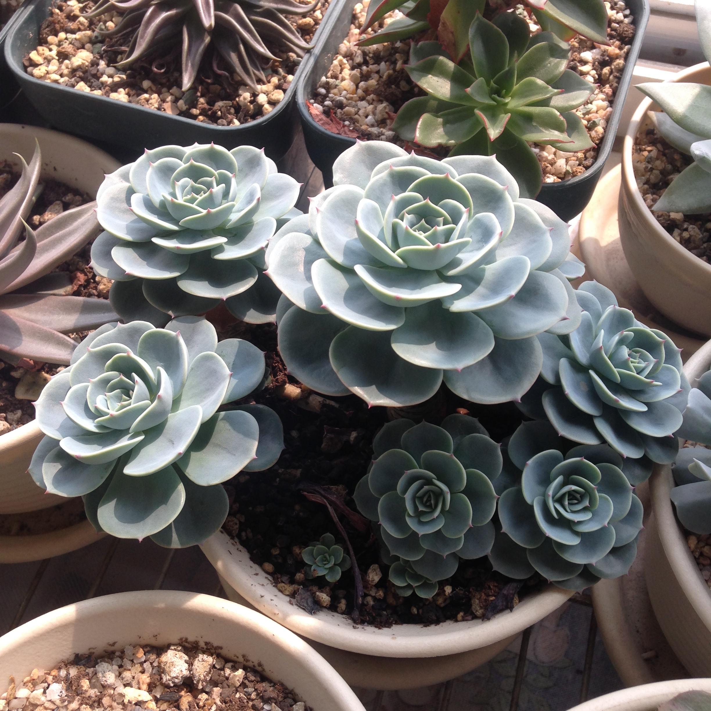 多肉植物玉蝶和石莲花的具体区别是什么