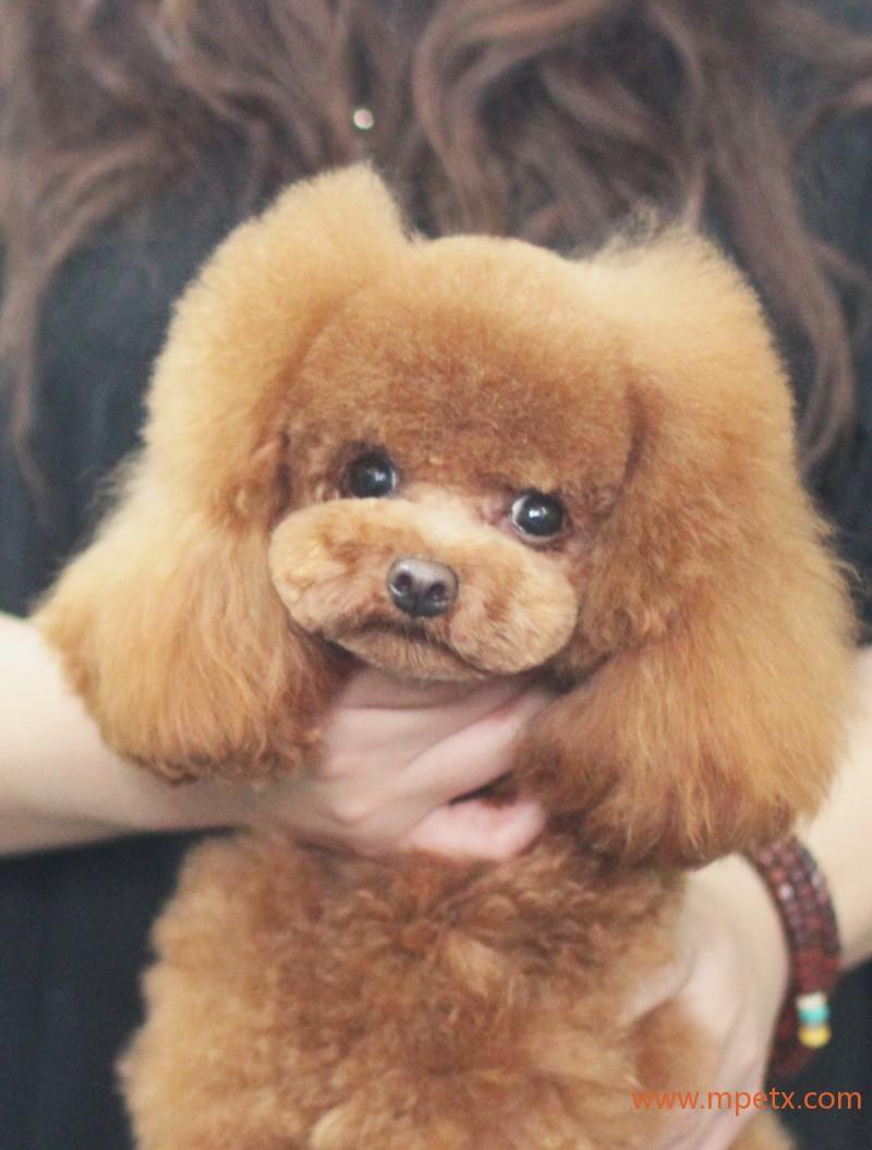 贵宾犬修剪出的不同造型加图