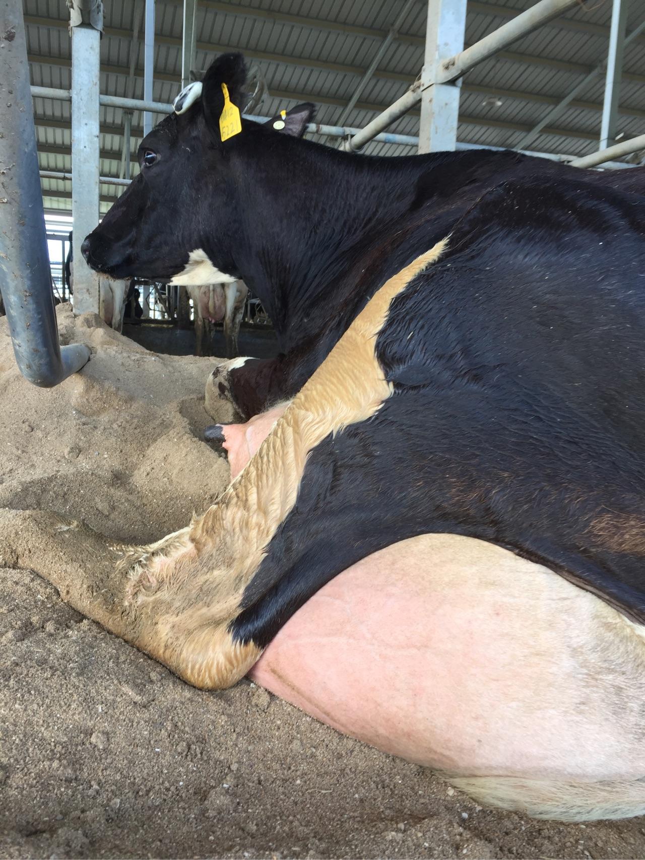 奶牛一年四季都有奶吗