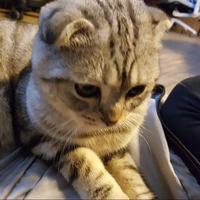 Zhihu profile picture for @obstacles