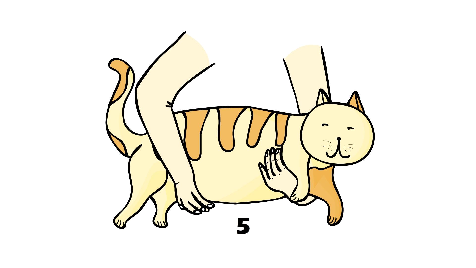 抱起猫的正确姿势是怎样? - 知乎