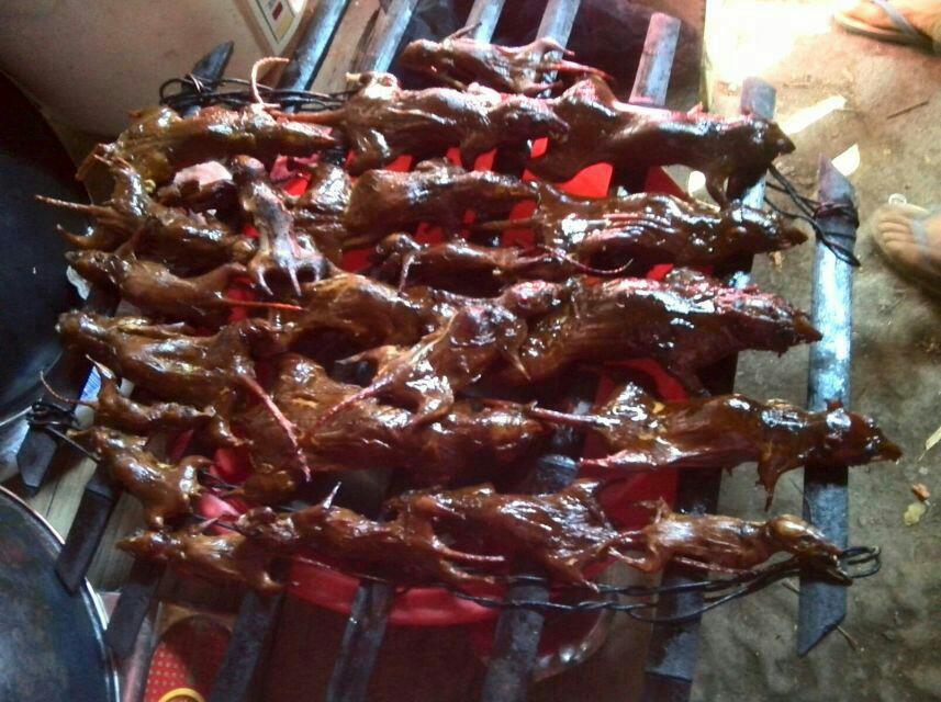 你吃过老鼠肉吗如何安全地吃