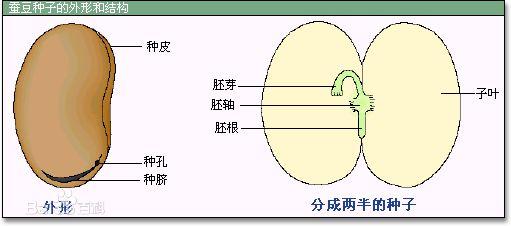 花生种子胚的结构图图片