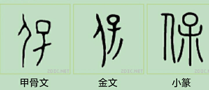 四川话「bǎo」可表示「呆」的意思,而「保」从「人」从「呆」,这是否