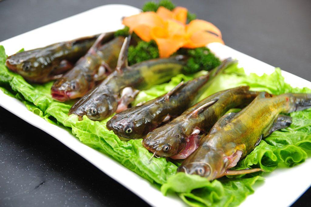 黄鸭叫是一种怎样的鱼类?