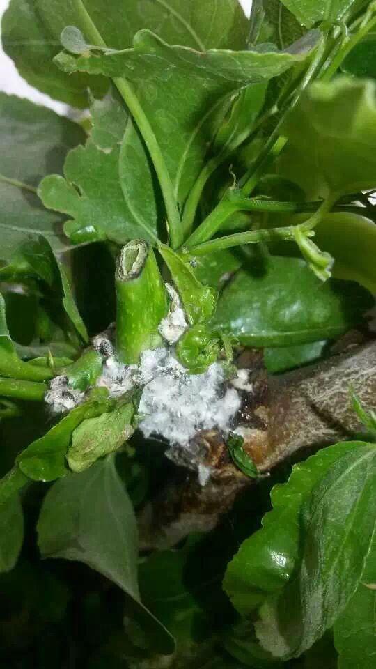 看看这是粉疥虫害吗叶子打团没办法喷施农药如何是好