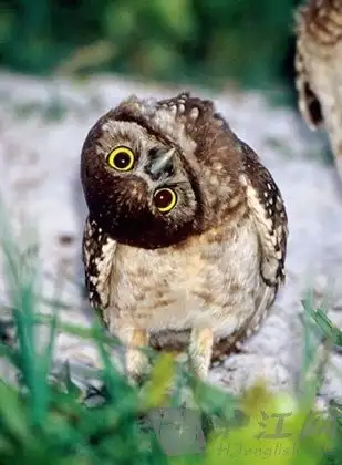 猫头鹰头形的优点何在