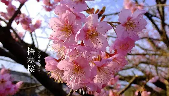 樱花有多少种？如何区分樱花和桃花？（几种樱花的区别）
