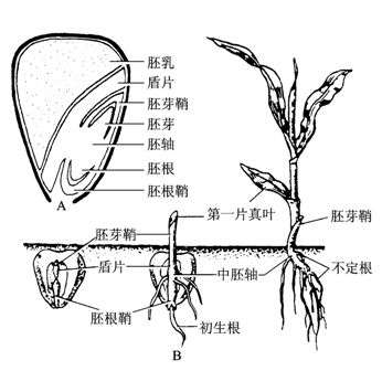 什么是玉米三叶期?长三片叶子?还是四片?