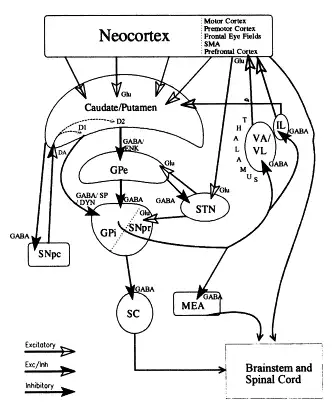 所谓的康斯塔姆现象 (kohnstamm phenomenon) 原理是什么?
