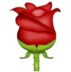 玫瑰emoji表情符号图片