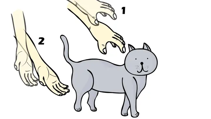 抱起猫的正确姿势是怎样? - 知乎