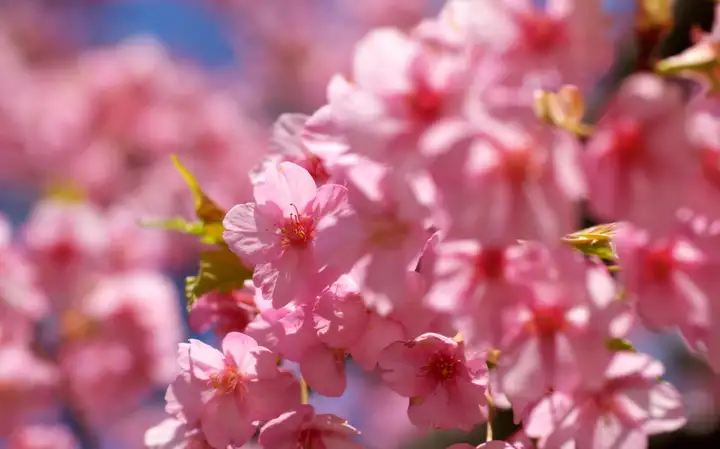 樱花有多少种？如何区分樱花和桃花？（几种樱花的区别）
