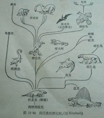 人类起源的大致过程是什么? 