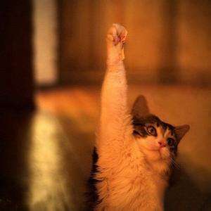 举爪是什么意思?跟结婚有关吗? - 知乎