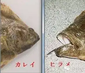 多宝鱼,左口鱼和比目鱼指的物种有什么区别? - 知乎