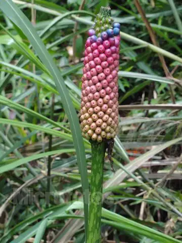 这个东西叫什么名字?