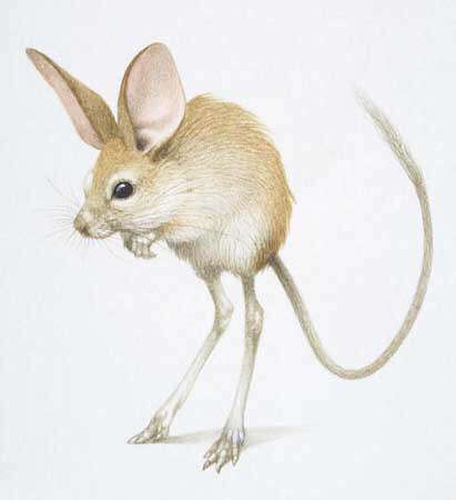 奇幻森林中的大耳朵像小老鼠一样的动物是什么