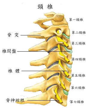脊椎骨节数量一样为什么还有人脖子长有人脖子短