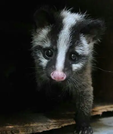 浣熊和果子狸长得比较像如何具体从相貌体型习性等方面上区分这两种