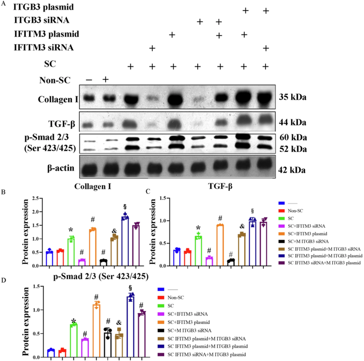慢性缺血性腎病中細(xì)胞衰老促進(jìn)巨噬細(xì)胞向肌成纖維細(xì)胞的轉(zhuǎn)變