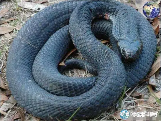 Most venomous snake, photo by Chinese network