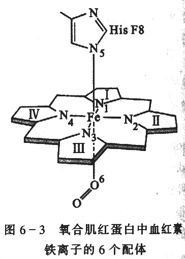 为什么血红蛋白比肌红蛋白更适合担当氧气运输蛋白的责任? - 知乎